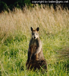 Wilde Kangaroos nahe bei Lorne