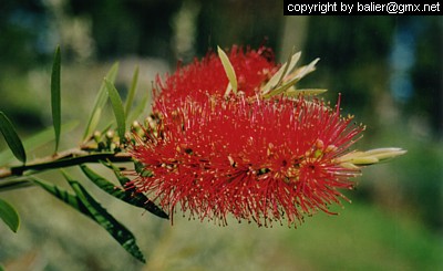 Bottlebrush-Blume (Flaschenbürste)