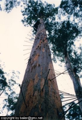 Firelookout tree